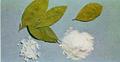 Coca leaves