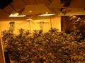 Marijuana plants